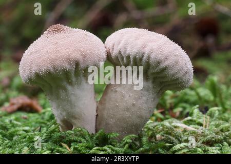 Lycooperdon perlatum, noto come palla comune, palla di puffball Warted, palla di puffball con borchie Gem Foto Stock