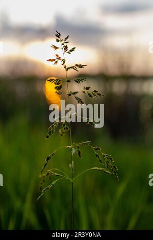 la magia del tramonto. bella atmosfera della sera Foto Stock
