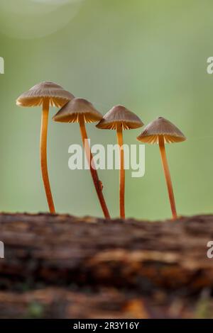 Mycena crocata, conosciuta come cofano Saffrondrop, cofano Saffon-drop in autunno Foto Stock