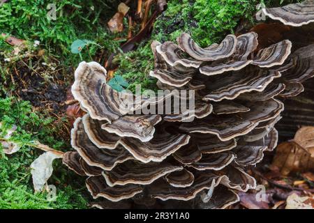 Trametes versicolor, conosciuto come arcobaleno staffa, legno decadimento, molti-zoned staffa, Turkeytail Foto Stock