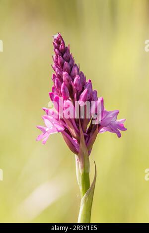 Anacamptis piramidalis, nota come orchidea piramidale Foto Stock