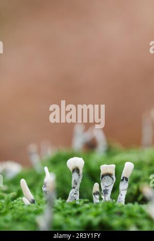 Xylaria hypoxylon, conosciuto come Candlestick fungo, Candlesnuff fungo, Candle-tabacco da fiuto fungo Foto Stock