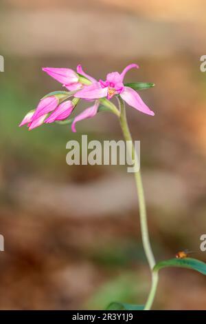 Cephalanthera rubra, conosciuta come l'elleborina rossa Foto Stock