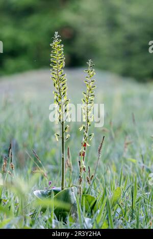 Neottia ovata, SYN. Listera ovata, conosciuta come Twayblade comune, Twayblade maggiore Foto Stock