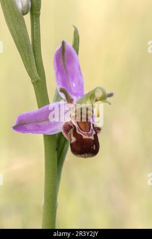 Ophrys apifera, conosciuta come l'orchidea delle api Foto Stock
