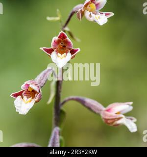 Epipelactis palustris, comunemente noto come l'elleborina di Marsh Foto Stock