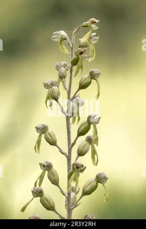 Neottia ovata, SYN. Listera ovata, conosciuta come Twayblade comune, Twayblade maggiore Foto Stock