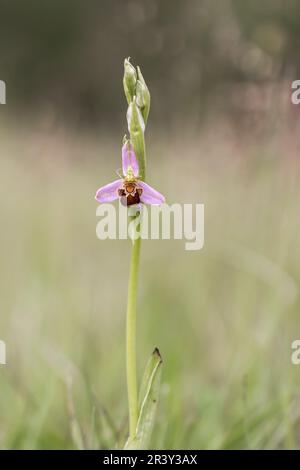 Ophrys apifera, conosciuta come l'orchidea delle api Foto Stock