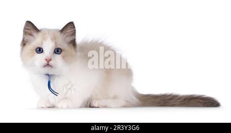 Carino bicolore Ragdoll gatto gattino, che posa in giù le vie laterali. Guardando verso la fotocamera con occhi blu. Isolato su sfondo bianco. Foto Stock