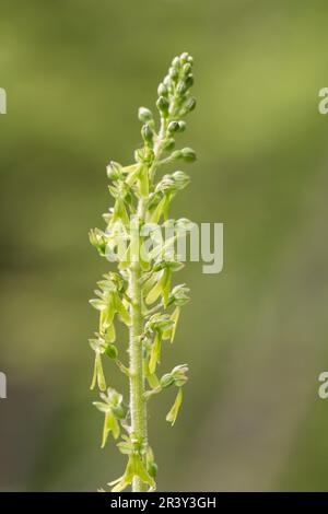 Neottia ovata, SYN. Listera ovata, conosciuta come Twayblade comune, Twayblade maggiore Foto Stock