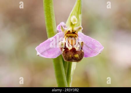 Ophrys apifera, conosciuta come l'orchidea delle api Foto Stock