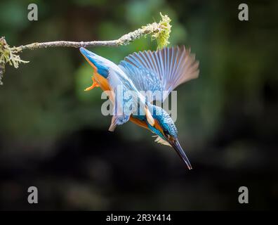 Un Martin pescatore europeo adulto, (Alcedo atthis), a metà volo mentre si immerge in un fiume cercando di catturare pesci per mangiare Foto Stock