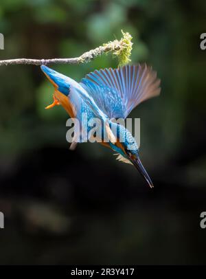 Un Martin pescatore europeo adulto, (Alcedo atthis), a metà volo mentre si immerge in un fiume cercando di catturare pesci per mangiare Foto Stock