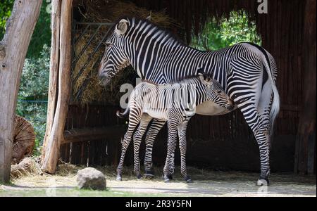 Lipsia, Germania. 25th maggio, 2023. Due zebre si trovano nella savana Kiwara dello zoo di Lipsia. Lo zoo di Lipsia è stato oggetto di forti critiche per diversi giorni. Questo riguarda anche uno stallone zebra macellato in marzo, che è stato alimentato ai leoni di fronte ai visitatori. Prima dell'uccisione dell'animale di 15 anni, lo zoo aveva cercato per un anno di ospitare lo stallone altrove. Secondo lo zoo, l'ultima opzione in questi casi è quella di uccidere l'animale e poi alimentarlo ai predatori. Credit: Jan Woitas/dpa/Alamy Live News Foto Stock