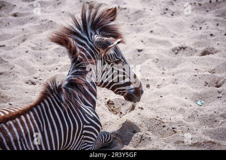 Lipsia, Germania. 25th maggio, 2023. Una zebra si trova nella sabbia della savana Kiwara allo Zoo di Lipsia. Lo zoo di Lipsia è stato oggetto di forti critiche per diversi giorni. Questo riguarda anche uno stallone zebra macellato in marzo, che è stato alimentato ai leoni di fronte ai visitatori. Prima dell'uccisione dell'animale di 15 anni, lo zoo aveva cercato per un anno di ospitare lo stallone altrove. Secondo lo zoo, l'ultima opzione in questi casi è quella di uccidere l'animale e poi alimentarlo ai predatori. Credit: Jan Woitas/dpa/Alamy Live News Foto Stock