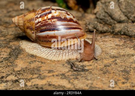 Lumaca terrestre africana gigante (Achatina fulica), Tsingy de Bemaraha, fauna selvatica del Madagascar Foto Stock