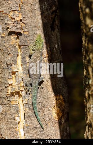 Gecko di standing's day, Phelsuma standingi, Zombitse-Vohibasia, Madagascar Foto Stock
