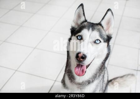 Ritratto di un bellissimo Husky siberiano con gli occhi blu su sfondo bianco Foto Stock