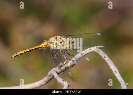 Sympetrum danae (femmina), conosciuto come Black darter, Black meadowhawk Foto Stock