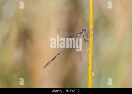 Chalcolestes viridis, conosciuto come Green Emerald damselfly, Western Willow spalmando Foto Stock