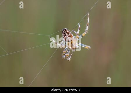 Araneus quadratus, conosciuto come il quattro-punto orb-weaver Foto Stock