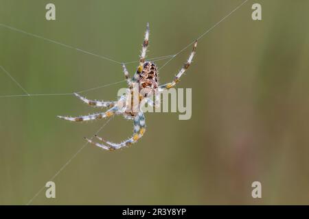 Araneus quadratus, conosciuto come il quattro-punto orb-weaver Foto Stock