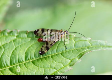 Panorpa communis, conosciuto come lo scorpionfly comune (maschio) Foto Stock