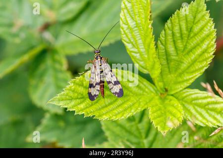 Panorpa communis, conosciuta come la scorpionfly comune (femmina) Foto Stock