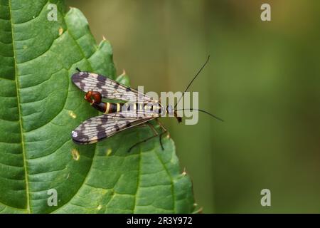 Panorpa communis, conosciuto come lo scorpionfly comune (maschio) Foto Stock