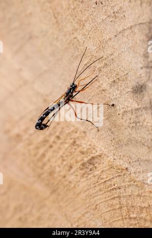 Rhyssa persuasoria, conosciuta come ichneumon gigante, wasp Sabre, wasp ichneumon grande Foto Stock