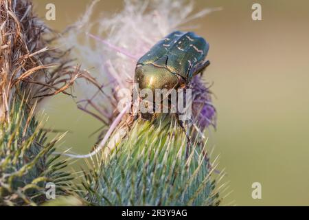 Cetonia aurata, conosciuta come Rose chafer, Green rose chafer, Goldsmith coleottero Foto Stock