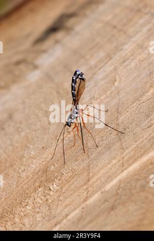 Rhyssa persuasoria, conosciuta come ichneumon gigante, wasp Sabre, wasp ichneumon grande Foto Stock