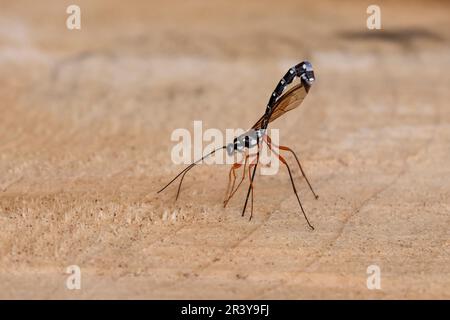 Rhyssa persuasoria, conosciuta come ichneumon gigante, wasp Sabre, wasp ichneumon grande Foto Stock