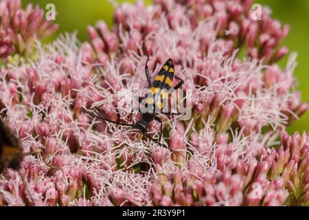 Leptura quadrifasciata, precedentemente Strangalia quadrifasciata, coleottero di longhorn a quattro bande Foto Stock
