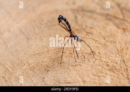 Rhyssa persuasoria, conosciuta come ichneumon gigante, wasp Sabre, wasp ichneumon grande Foto Stock