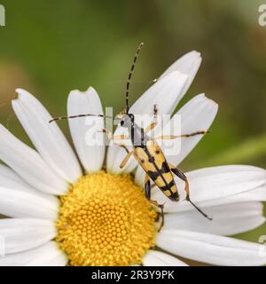 Rutpela maculata (Strangalia maculata) conosciuta come spotted longhorn, spotted longhorn coleottero Foto Stock