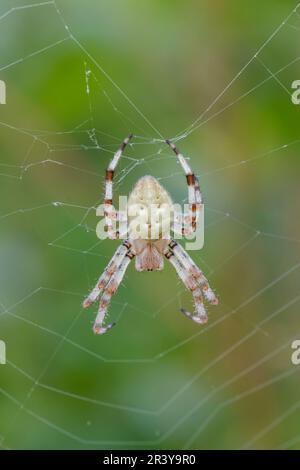 Araneus quadratus, conosciuto come il quattro-punto orb-weaver (forma luminosa) Foto Stock