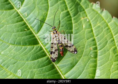 Panorpa communis, conosciuto come lo scorpionfly comune (maschio) Foto Stock