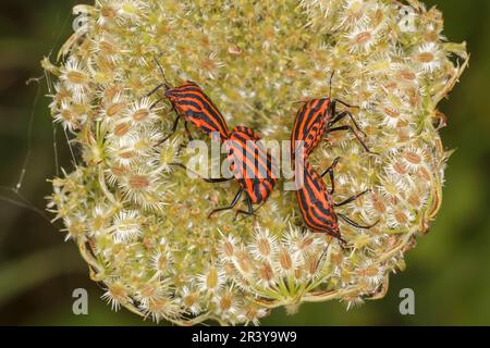 Graphosoma lineatum, conosciuto come bug Shield, bug di Minstrel, bug striped italiano Foto Stock