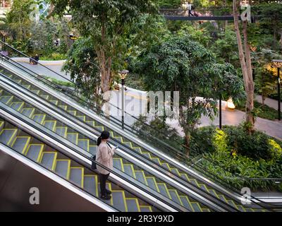 L'Aeroporto Internazionale di Hamad diventa un frutteto con un concorso curato, sostenibile e verde Foto Stock