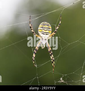Argiope bruennichi, comunemente noto come il ragno Wasp Foto Stock