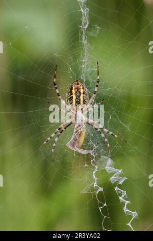Argiope bruennichi, comunemente noto come il ragno Wasp Foto Stock