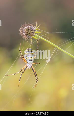Argiope bruennichi, comunemente noto come il ragno Wasp Foto Stock