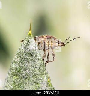 Dolycoris baccarum, conosciuto come Sloe bug, Sloe Shield bug, Hairy Shield bug Foto Stock