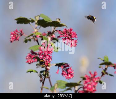 Un Bumblebee dalla coda bianca (Bombus lucorum) che volerà verso i fiori rosa rossiccio del ribes rosso (Ribes Sanguineum) in primavera Foto Stock