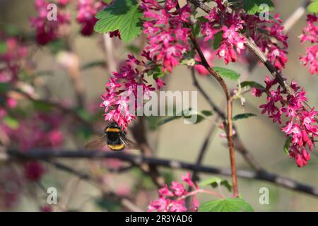 Un Bumblebee dalla coda bianca (Bombus lucorum) Foraging sui fiori rosa-rossiccio di un bush di ribes rosso-fiorito (Ribes Sanguineum) in aprile Foto Stock