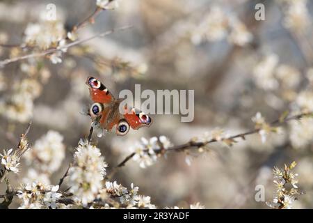 Una farfalla di pavone (Aglais Io) con ali danneggiate aperte, Basking nel tardo pomeriggio sole splende su un albero di Blackthorn, o Sloe, (Prunus Spinosa) in Fiore Foto Stock