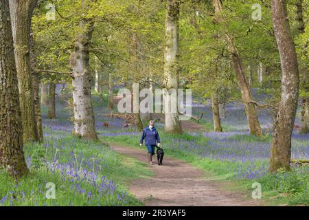 Un camminatore del cane con un Labrador Nero che cammina attraverso il Bosco Kinclaven Bluebell del Woodland Trust in primavera al sole della mattina presto Foto Stock