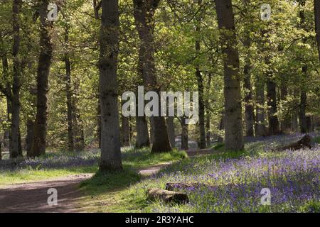 Un sentiero illuminato dal sole che conduce al Kinclaven Bluebell Wood, un antico bosco in Scozia, con Bluebells in Flower sotto gli alberi di quercia Foto Stock