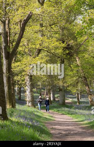 Due persone si svegliano a Kinclaven Bluebell Woods, Perth e Kinross, in primavera Sunshine Foto Stock